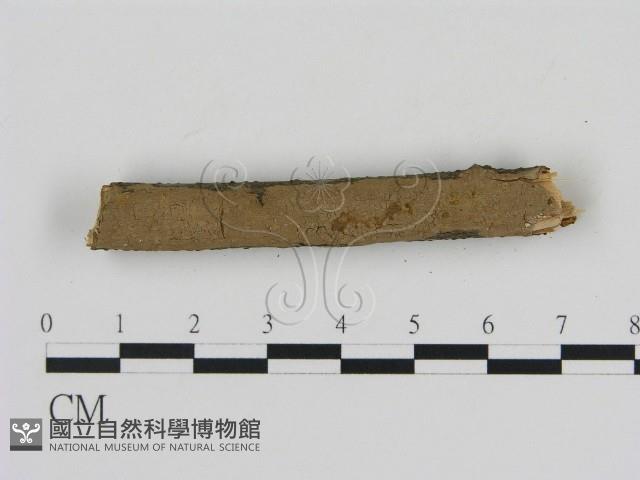 刺革菌屬藏品圖，第3張