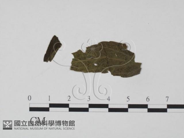 登錄號:F0019193藏品圖，第3張