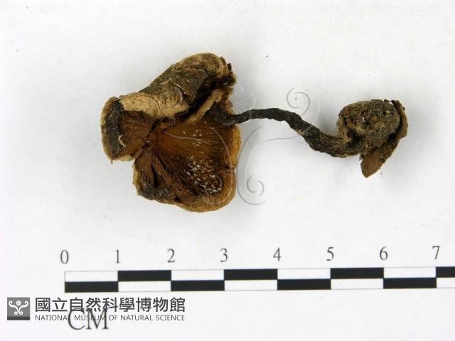 登錄號:F0023193藏品圖，第3張