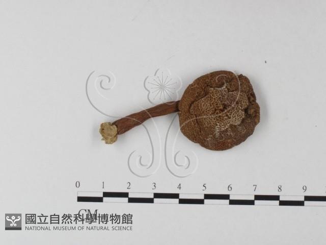 登錄號:F0013193藏品圖，第3張