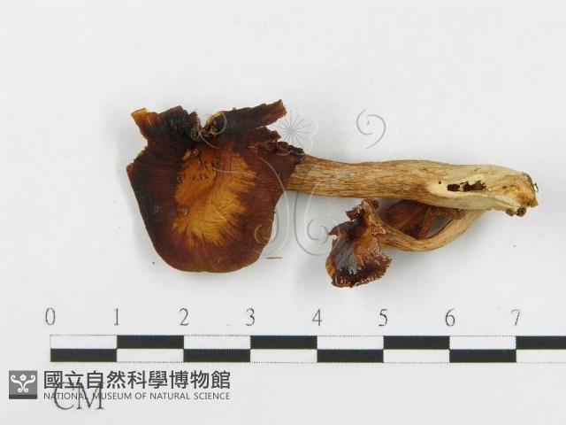登錄號:F0008093藏品圖，第3張