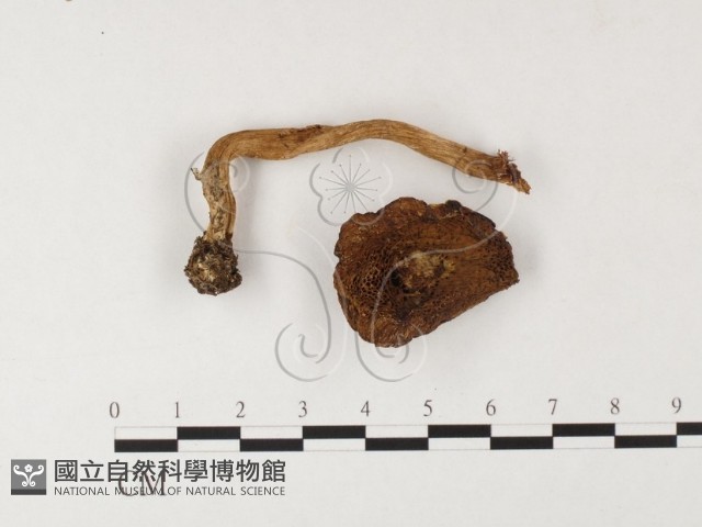 登錄號:F0026093藏品圖，第3張