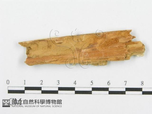 登錄號:F0006093藏品圖，第3張