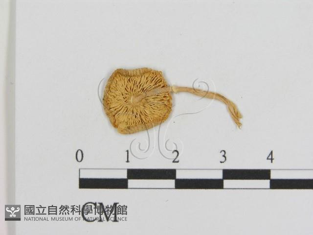 登錄號:F0016093藏品圖，第3張
