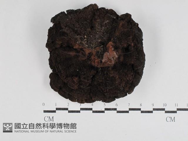登錄號:F0031093藏品圖，第3張