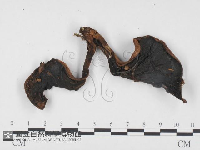 登錄號:F0024093藏品圖，第3張