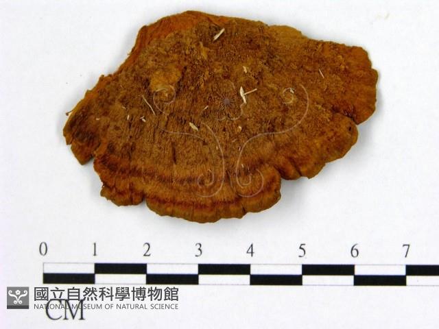 登錄號:F0014093藏品圖，第3張