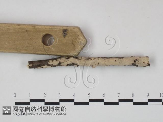 筍殼菌屬藏品圖，第3張