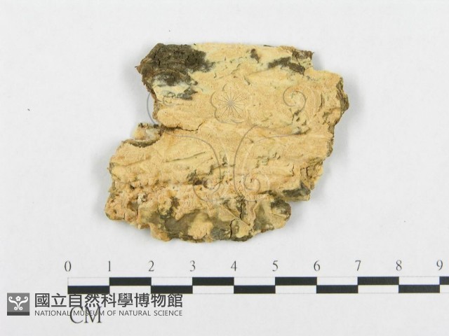 登錄號:F0007093藏品圖，第3張