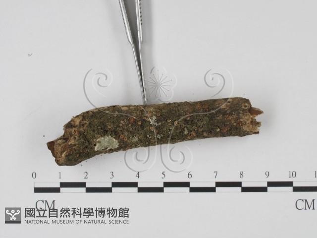 登錄號:F0009093藏品圖，第3張