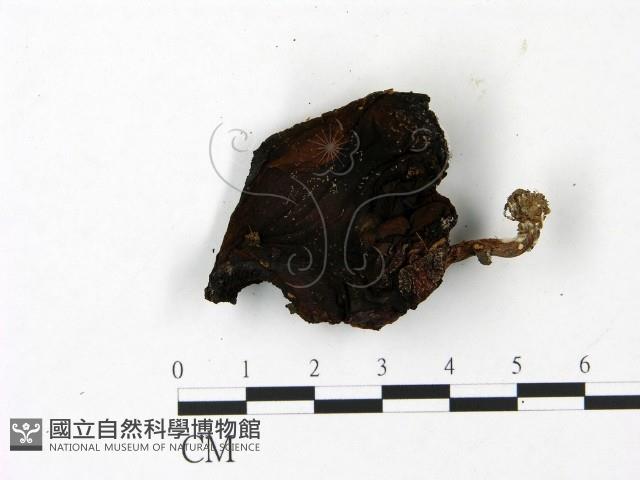 登錄號:F0023093藏品圖，第3張