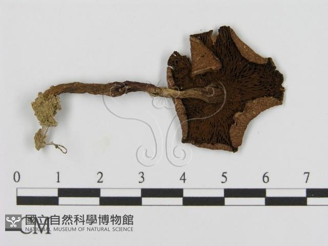 登錄號:F0013093藏品圖，第3張