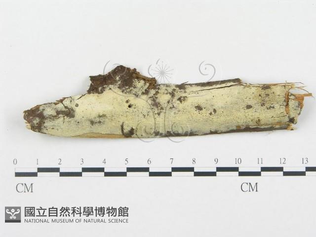 登錄號:F0000393藏品圖，第1張