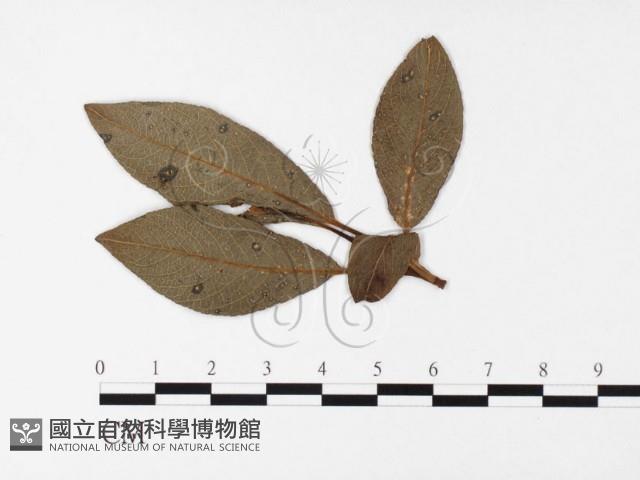 登錄號:F0026393藏品圖，第1張