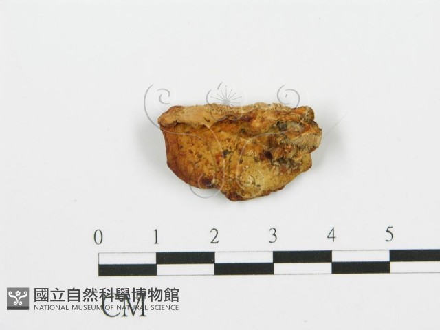 登錄號:F0006393藏品圖，第3張