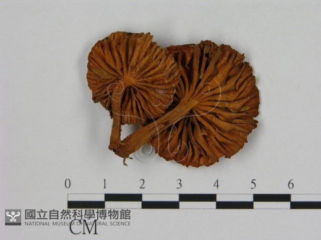 登錄號:F0016393藏品圖，第3張