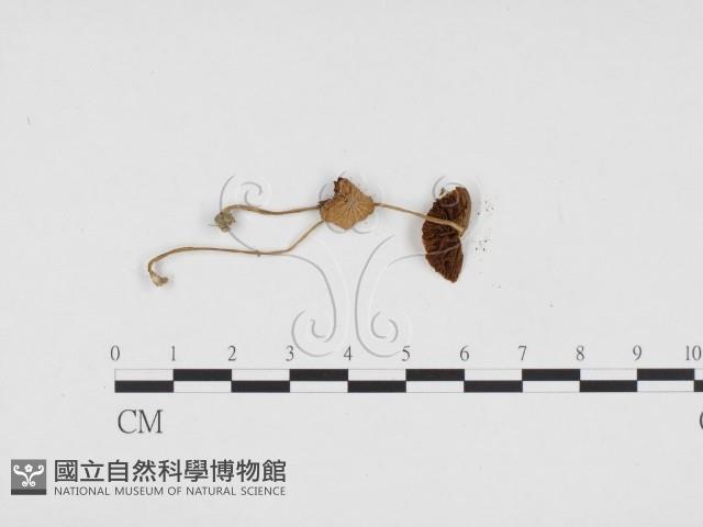 登錄號:F0024393藏品圖，第3張