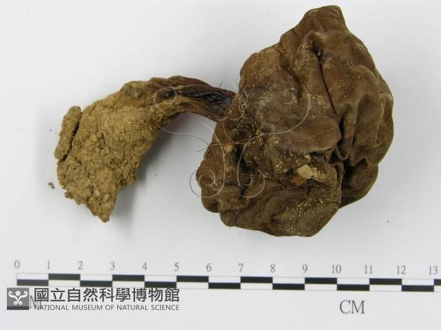 登錄號:F0014393藏品圖，第3張