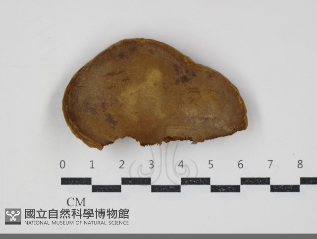 漆屬桑黃藏品圖，第3張