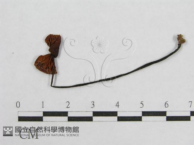 盔孢傘屬藏品圖，第3張