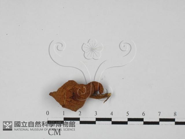 登錄號:F0027393藏品圖，第3張