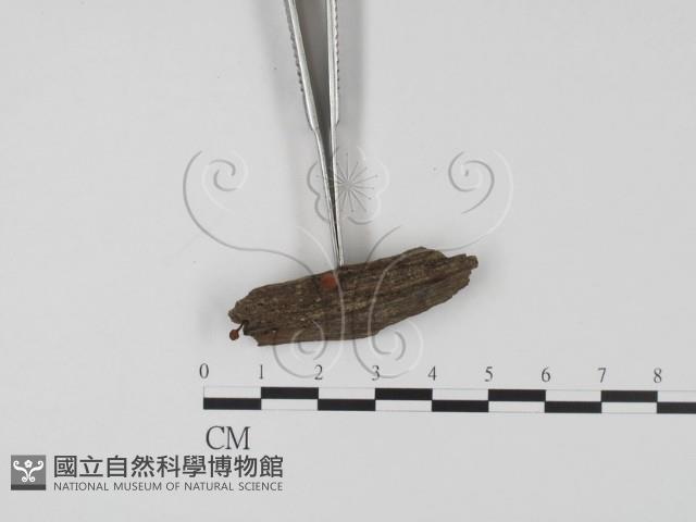 登錄號:F0007393藏品圖，第3張