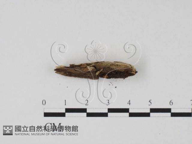 登錄號:F0005393藏品圖，第3張