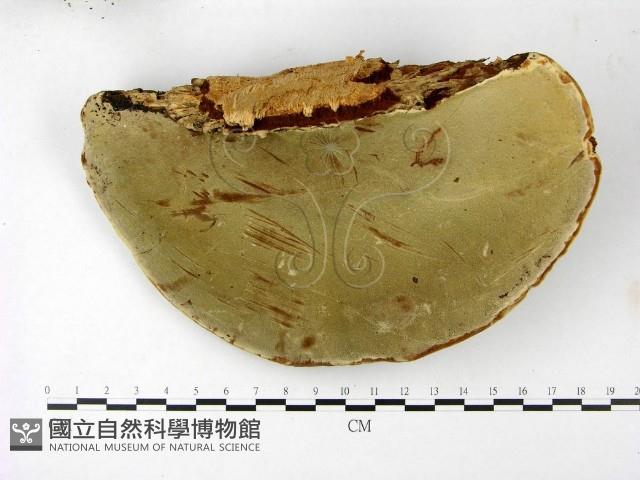 登錄號:F0023393藏品圖，第3張