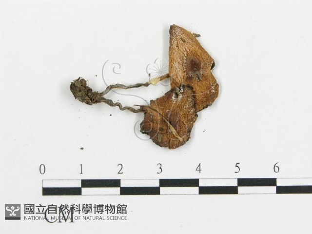 傘菌屬藏品圖，第3張