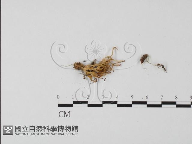 登錄號:F0013393藏品圖，第3張