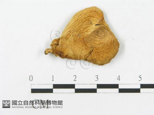 登錄號:F0020283藏品圖，第1張