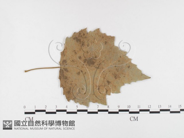 登錄號:F0026283藏品圖，第1張