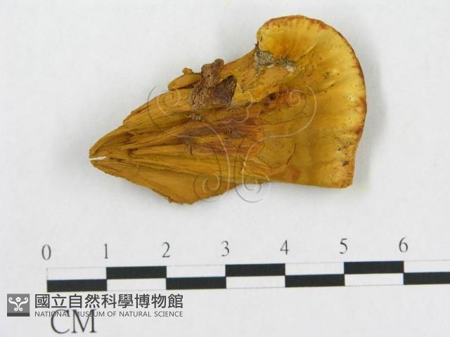 登錄號:F0006283藏品圖，第1張