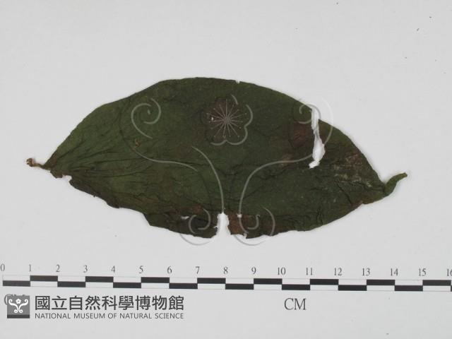 登錄號:F0021283藏品圖，第3張
