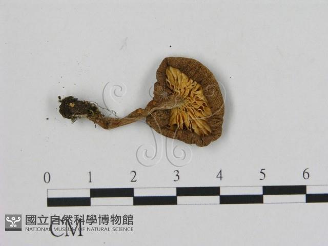 登錄號:F0014283藏品圖，第3張