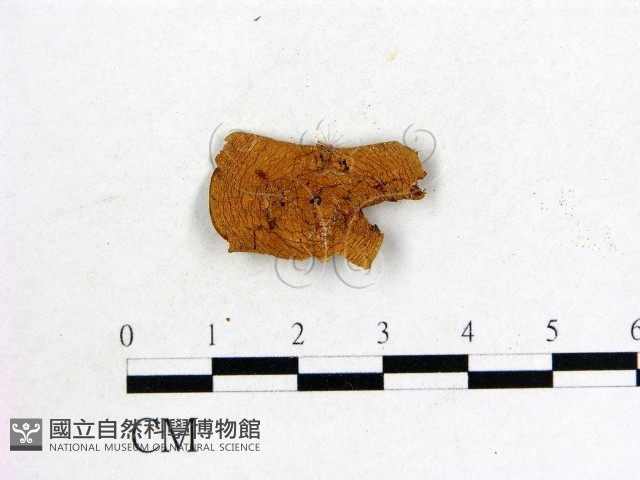 登錄號:F0022283藏品圖，第3張