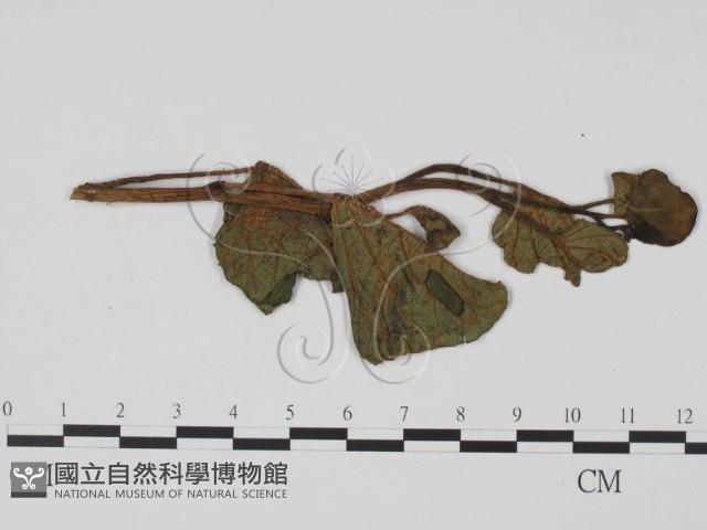 登錄號:F0012283藏品圖，第3張