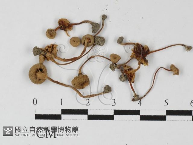 登錄號:F0027283藏品圖，第3張