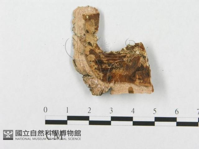 登錄號:F0007283藏品圖，第3張