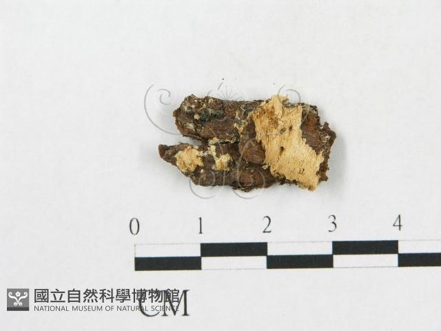 登錄號:F0017283藏品圖，第1張