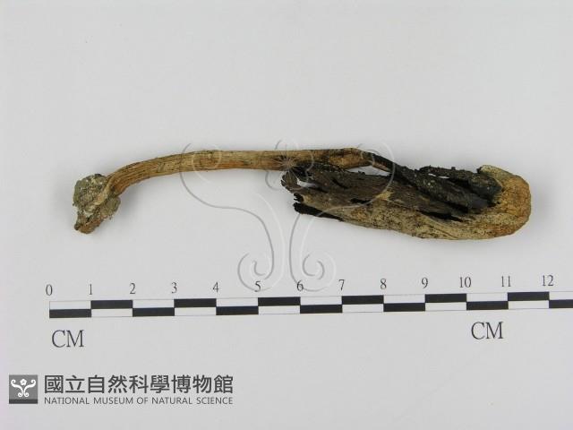 Accession Number:F0005283 Collection Image, Figure 3, Total 3 Figures