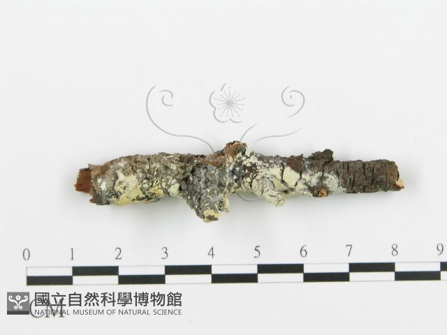 阿太菌屬藏品圖，第3張
