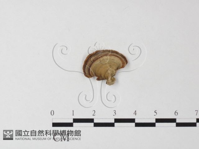 相鄰小孔菌藏品圖，第3張