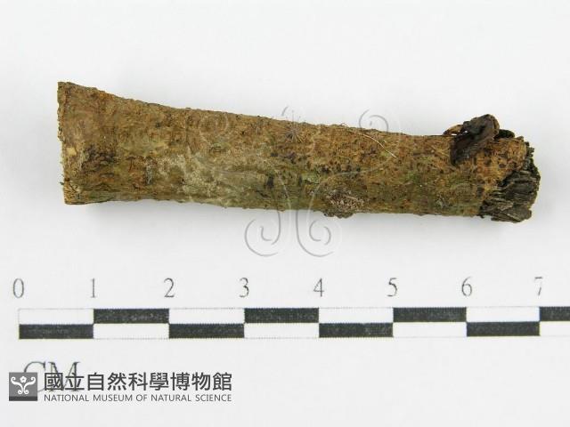 鬼傘屬藏品圖，第3張