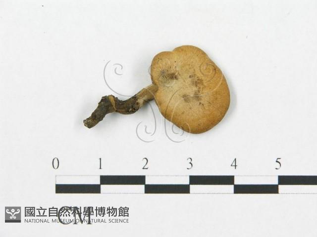 登錄號:F0018883藏品圖，第1張