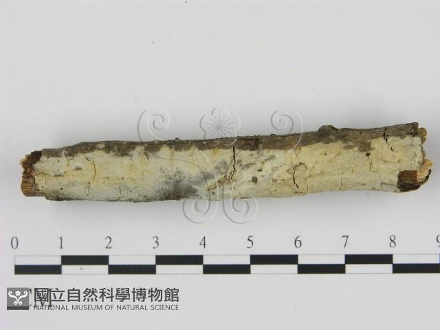 登錄號:F0020883藏品圖，第3張