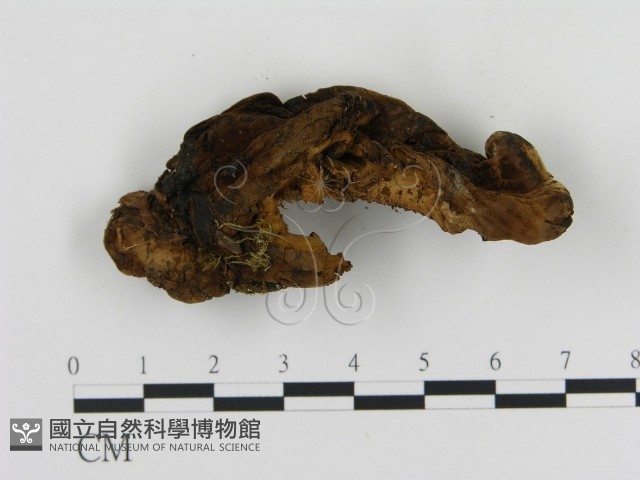 登錄號:F0006883藏品圖，第3張