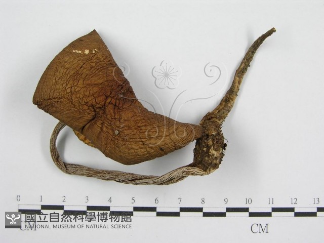 登錄號:F0004883藏品圖，第3張