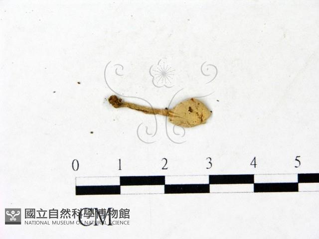 登錄號:F0022883藏品圖，第3張