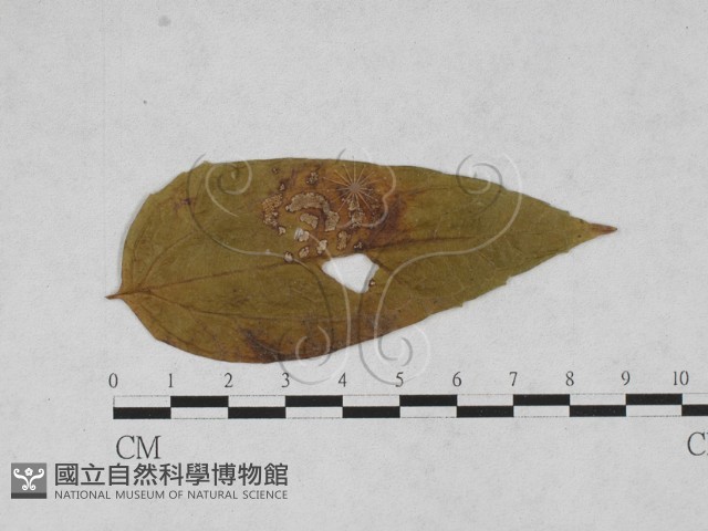 登錄號:F0027883藏品圖，第1張